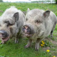 Unsere Tiere