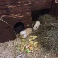 Meerschweinchen