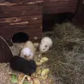 Meerschweinchen