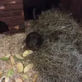 Meerschweinchen
