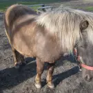 Pferde