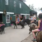 Pferde